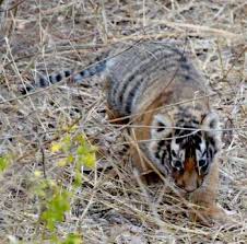 बाघ शावकों पर नजर रखने के लिए अलर्ट