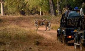 mandla, DB2 tiger shown , tourists, Kanha National Park
