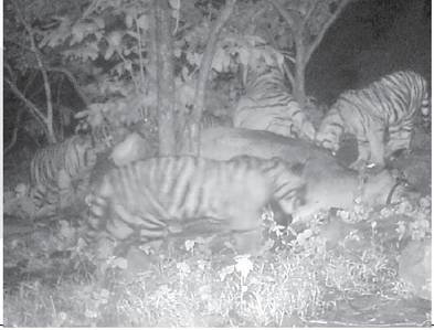 रातापानी में बाघों के बचाने की कवायद 