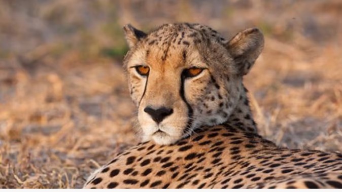 15 अगस्त को एमपी के कूनो पार्क में छोड़े जाएंगे 16 चीते 