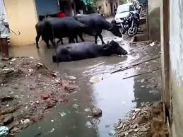 कोलार सहित शहर से बाहर जाएंगी डेरियाँ 