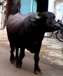 कोलार सहित शहर से बाहर जाएंगी डेरियाँ 