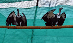  30 गिद्ध बाय रोड भोपाल पहुंचे 