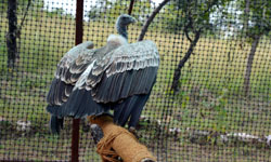  30 गिद्ध बाय रोड भोपाल पहुंचे 