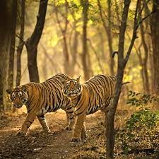 इस जंगल के बाघों में पक्की दोस्ती 4 साल में 35 से बढ़कर हो गए 70