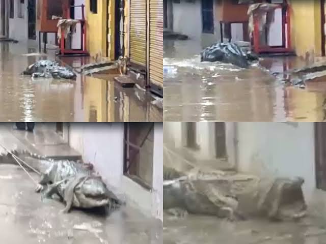 शिवपुरी गली में पहुंचा 12 फीट लंबा मगरमच्छ