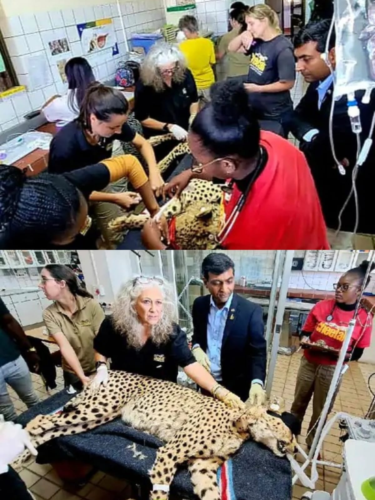 अफ्रीका से आरहे चीतों के लिए अड़ंगा बने तेंदुए फिलहाल एमपी नहीं आएंगे चीते 