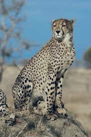 भारत में 73 साल बाद लौट रहे है चीते  फिर सुनने को मिलेगी चीतों की दहाड़ 