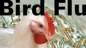 bird flu