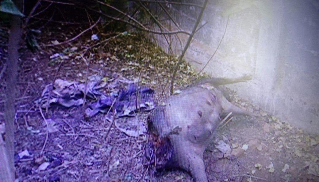 कोलार में टाइगर की दहशत 