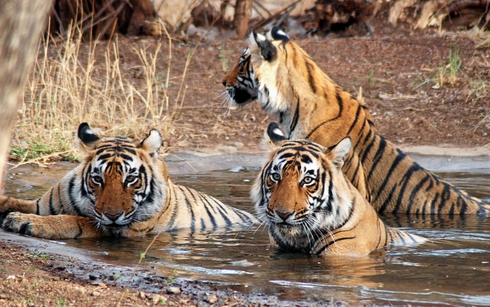 जू में जानवरों के साथ ले सकते है सेल्फी 