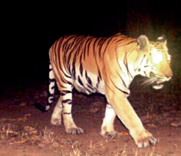 कोलार में पहुंचा टाइगर 